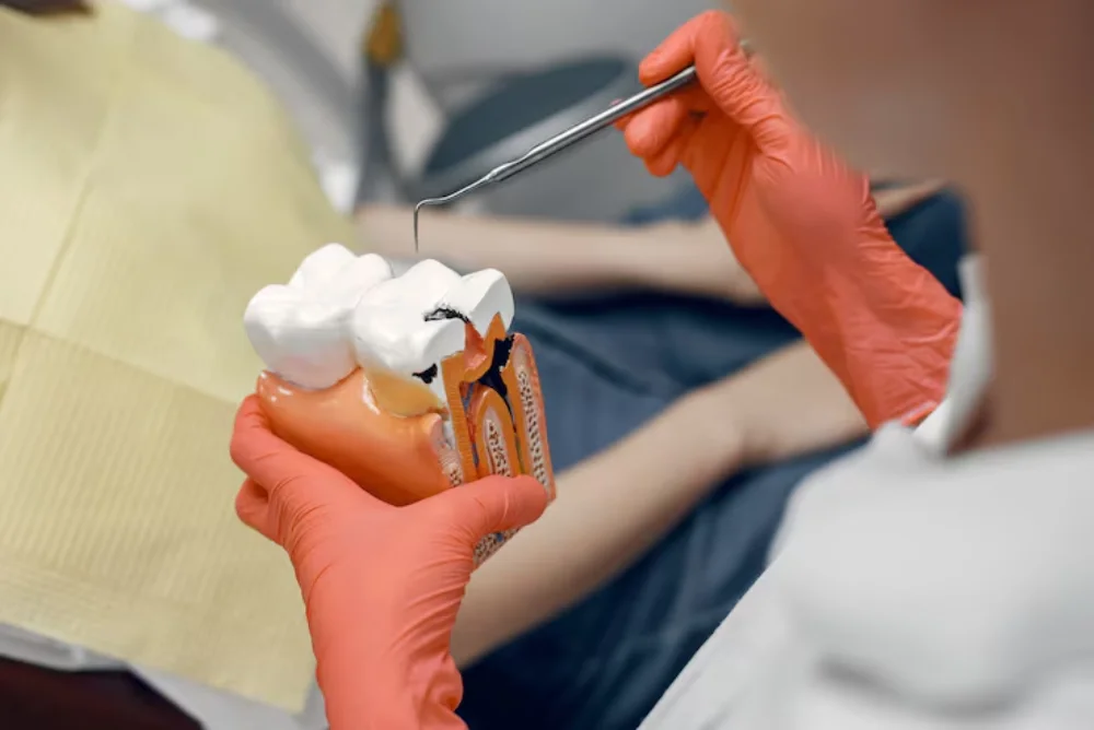 dentist showing a root canal treatment model to a patient